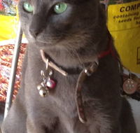 Pets and Saddles - Accommodation Mount Tamborine