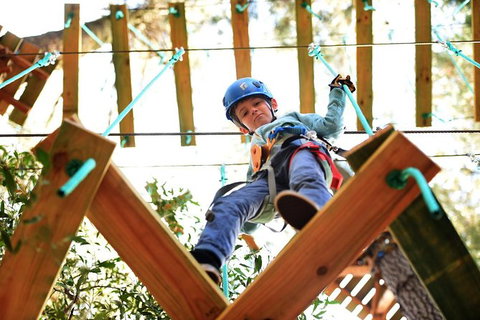 Trees Adventure Lane Poole Park - Treetop & Zipline Experience - Accommodation Mount Tamborine 1