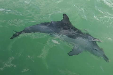 The Pirate Cruise In Mandurah On Viator - Accommodation Mount Tamborine 4