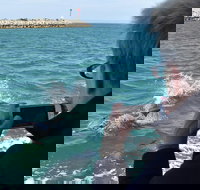 Mandurah Dolphin Island Adventure - Accommodation Mount Tamborine