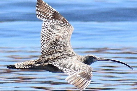 Mandurah Dolphin Island Adventure - Accommodation Mount Tamborine 7