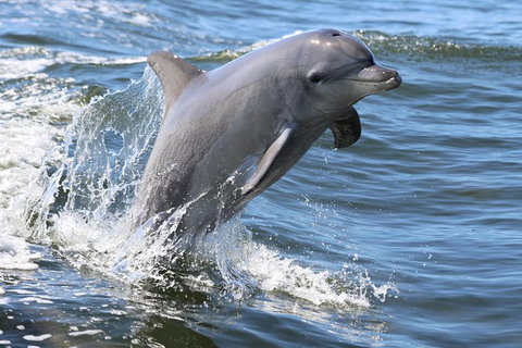 Mandurah Dolphin Island Adventure - Accommodation Mount Tamborine 11