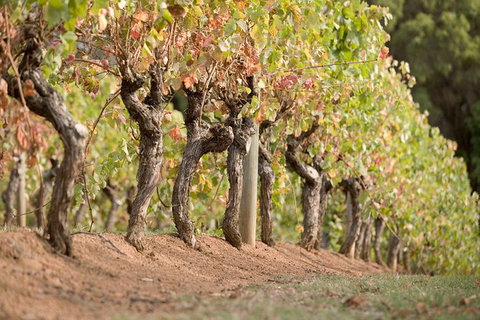 Vasse Felix Winery Tour And Tasting - Accommodation Mount Tamborine 3