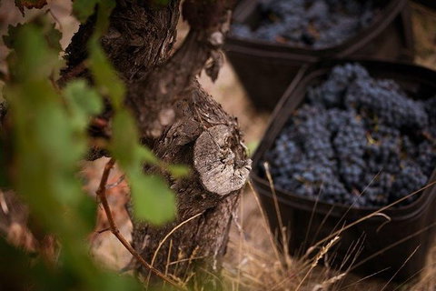Vasse Felix Winery Tour And Tasting - Accommodation Mount Tamborine 4
