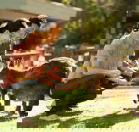 Very Best of Perth Tour - Wildlife Park  City Highlights Tour - Accommodation Mount Tamborine