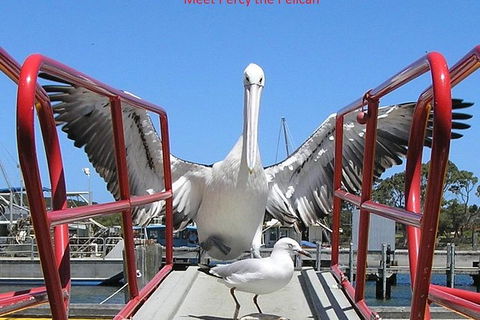 Kalgan Queen Scenic Cruises A Four Hour Sheltered Water Wildlife Tour Daily Fun. - Accommodation Mount Tamborine 1