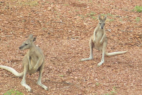 Lake Argyle Morning Cruise - Accommodation Mount Tamborine 9