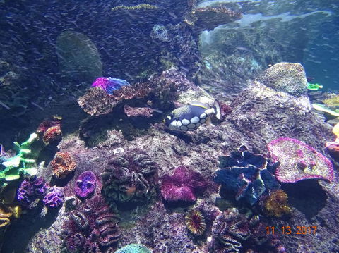 SEA LIFE Melbourne Aquarium Admission Ticket - Accommodation Mount Tamborine 3