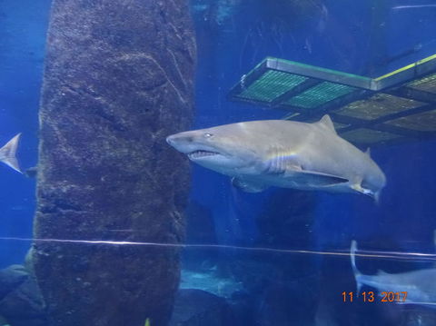 SEA LIFE Melbourne Aquarium Admission Ticket - Accommodation Mount Tamborine 5