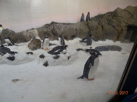 SEA LIFE Melbourne Aquarium Admission Ticket - Accommodation Mount Tamborine 4