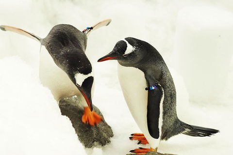 SEA LIFE Melbourne Aquarium Admission Ticket - Accommodation Mount Tamborine 1