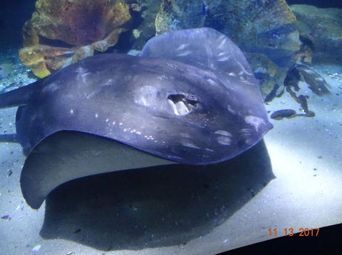 SEA LIFE Melbourne Aquarium Admission Ticket - Accommodation Mount Tamborine 9