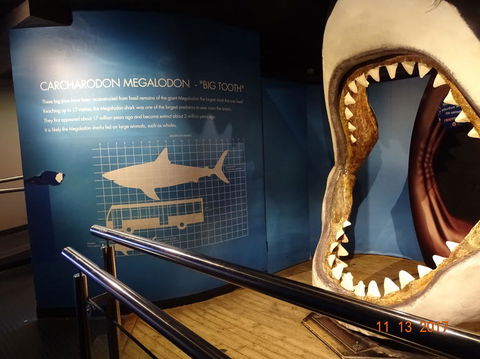 SEA LIFE Melbourne Aquarium Admission Ticket - Accommodation Mount Tamborine 10