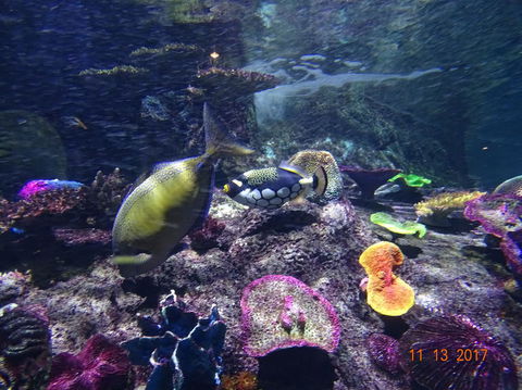 SEA LIFE Melbourne Aquarium Admission Ticket - Accommodation Mount Tamborine 8