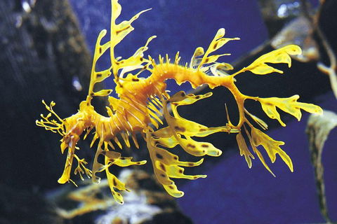 SEA LIFE Melbourne Aquarium Admission Ticket - Accommodation Mount Tamborine 19