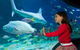 SEA LIFE Melbourne Aquarium Admission Ticket - thumb 25