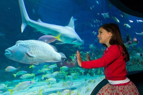 SEA LIFE Melbourne Aquarium Admission Ticket - Accommodation Mount Tamborine 25