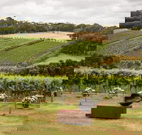 Montalto Vineyard Mornington Peninsula Discovery Wine Tasting and Lunch - Accommodation Mount Tamborine