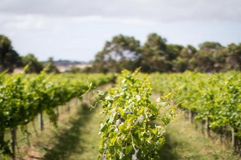 Phillip Island Wine Experience Tour - Accommodation Mount Tamborine 0