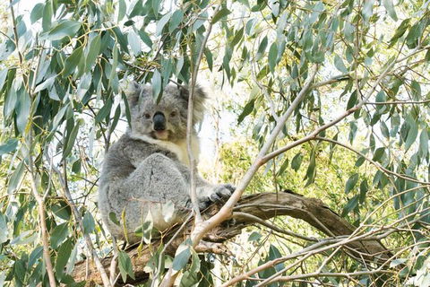 Ultimate Reverse Direction - 12 Apostles, Great Ocean Road - Small Group Tour - Accommodation Mount Tamborine 7
