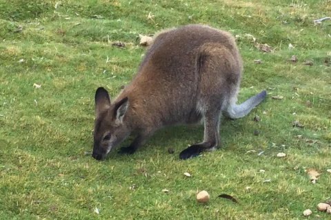 Cradle Mountain Day Tour From Launceston Including Lunch - Accommodation Mount Tamborine 3