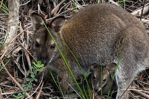 Wineglass Bay And Freycinet National Park Active Day Trip From Hobart - Accommodation Mount Tamborine 32