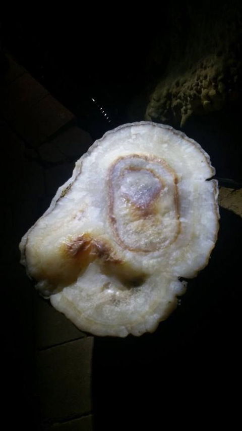 Small-group DayTour From Hobart: Hastings Caves, Huon Valley And Tahune AirWalk - Accommodation Mount Tamborine 6