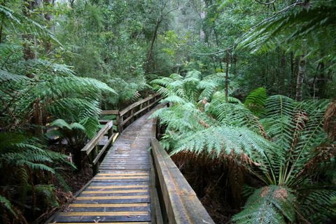 Small-group DayTour From Hobart: Hastings Caves, Huon Valley And Tahune AirWalk - Accommodation Mount Tamborine 0