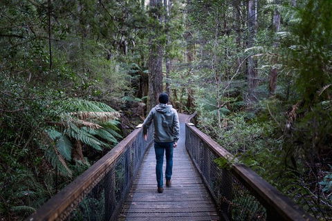 Small-group DayTour From Hobart: Hastings Caves, Huon Valley And Tahune AirWalk - Accommodation Mount Tamborine 11