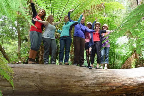Mt Field National Park Active Day-Trip Including Bonorong And Mt Wellington - Accommodation Mount Tamborine 4