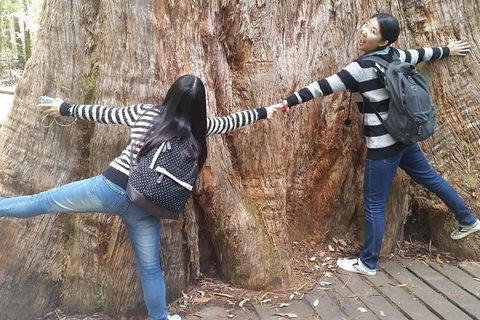 Mt Field National Park Active Day-Trip Including Bonorong And Mt Wellington - Accommodation Mount Tamborine 8