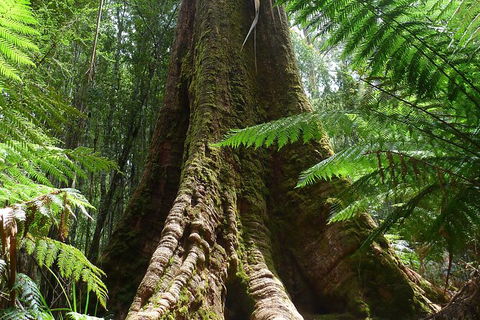 Mt Field National Park Active Day-Trip Including Bonorong And Mt Wellington - Accommodation Mount Tamborine 11