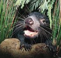 Hobart Shore Excursion Half Day Bonorong Wildlife Park with Richmond Tour - Accommodation Mount Tamborine