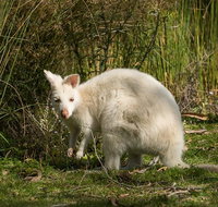 Bruny Island premium private photo-oriented day tour from Hobart - Accommodation Mount Tamborine