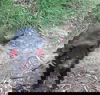 Private Bonorong Wildlife Sanctuary and Richmond 5 Hour Trip from Hobart - Accommodation Mount Tamborine