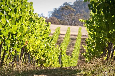 Wine At The Weekend Tour From Hobart - Accommodation Mount Tamborine 1