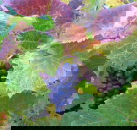 Wine at the weekend Tour from Hobart - Accommodation Mount Tamborine