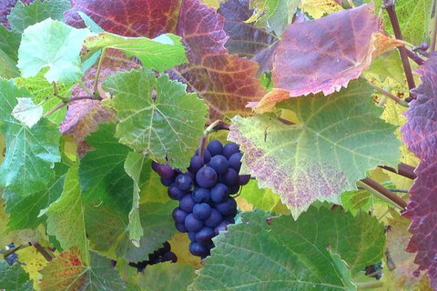 Wine At The Weekend Tour From Hobart - Accommodation Mount Tamborine 0