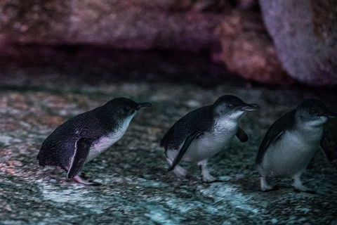 4-Day Tasmania East Coast Adventure From Launceston To Hobart Including Bay Of Fires, Wineglass Bay, Bruny Island And Port Arthu - Accommodation Mount Tamborine 3