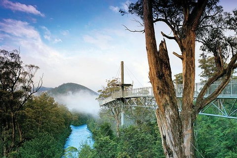 Cruise Ship Special From Hobart: Mt Wellington And Tahune AirWalk - Accommodation Mount Tamborine 2