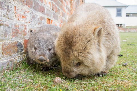 Maria Island National Park - Day Walk And Picnic Lunch - Accommodation Mount Tamborine 1