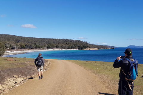 Maria Island National Park - Day Walk And Picnic Lunch - Accommodation Mount Tamborine 14
