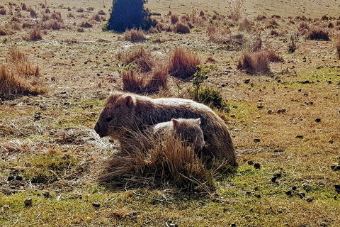 Maria Island National Park - Day Walk And Picnic Lunch - Accommodation Mount Tamborine 20