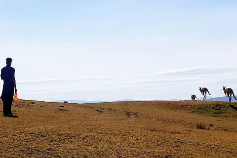 Maria Island National Park - Day Walk And Picnic Lunch - Accommodation Mount Tamborine 11