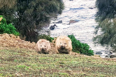 Maria Island National Park - Day Walk And Picnic Lunch - Accommodation Mount Tamborine 18