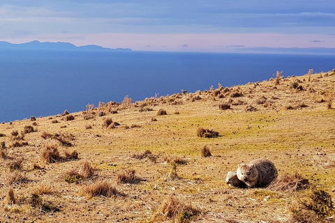 Maria Island National Park - Day Walk And Picnic Lunch - Accommodation Mount Tamborine 5