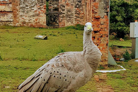 Maria Island National Park - Day Walk And Picnic Lunch - Accommodation Mount Tamborine 10