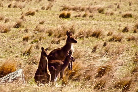 Maria Island National Park - Day Walk And Picnic Lunch - Accommodation Mount Tamborine 9