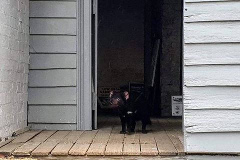 Maria Island National Park - Day Walk And Picnic Lunch - Accommodation Mount Tamborine 4