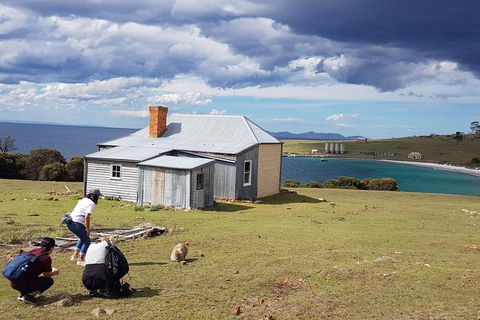 Maria Island National Park - Day Walk And Picnic Lunch - Accommodation Mount Tamborine 16